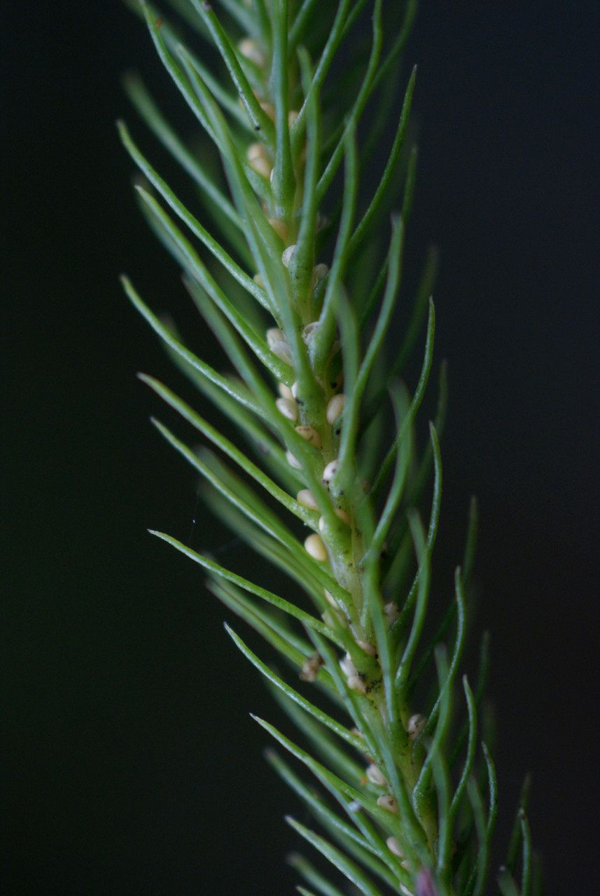Phlegmariurus verticillatus leaf