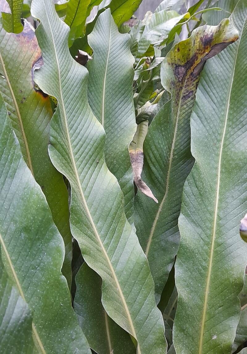 Niphidium crassifolium