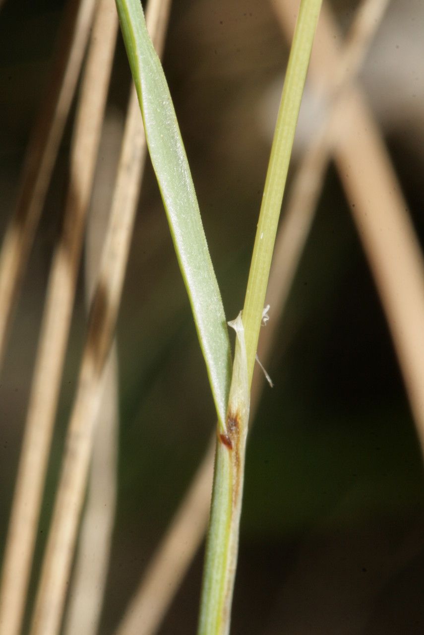 Melica amethystina bark