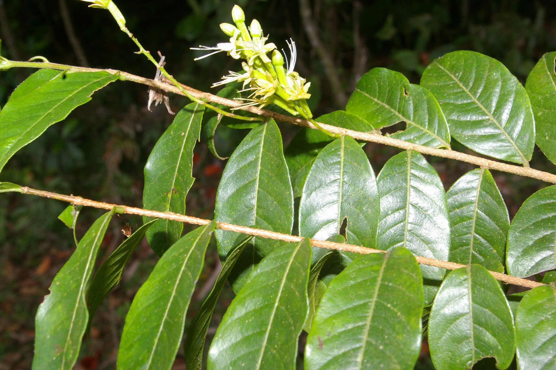 Hirtella tubiflora flower