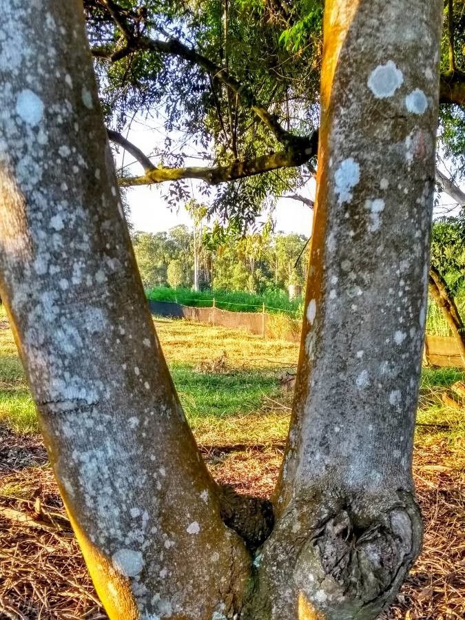 Mabea fistulifera bark