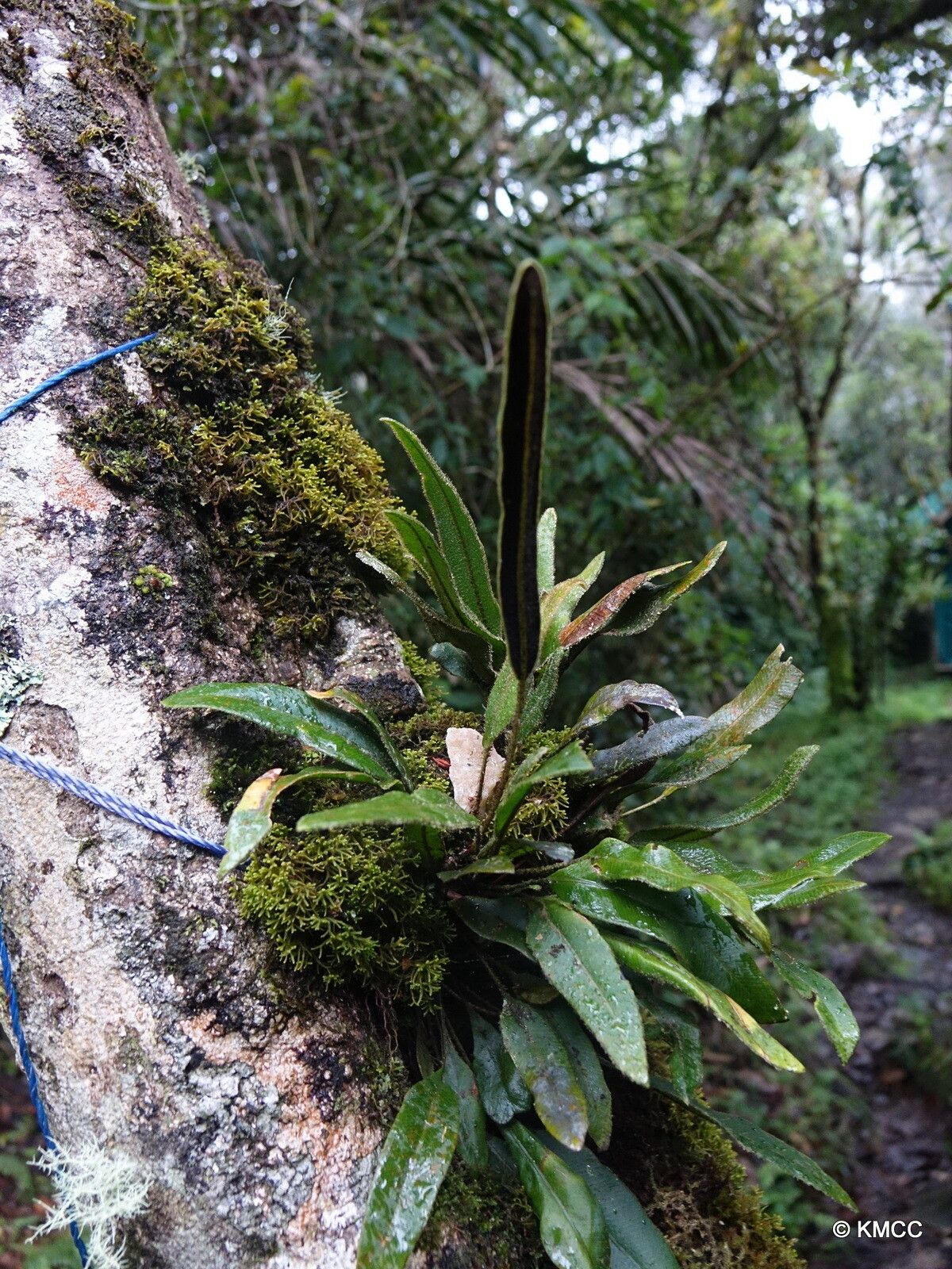 Elaphoglossum deckenii — houseplant care guide