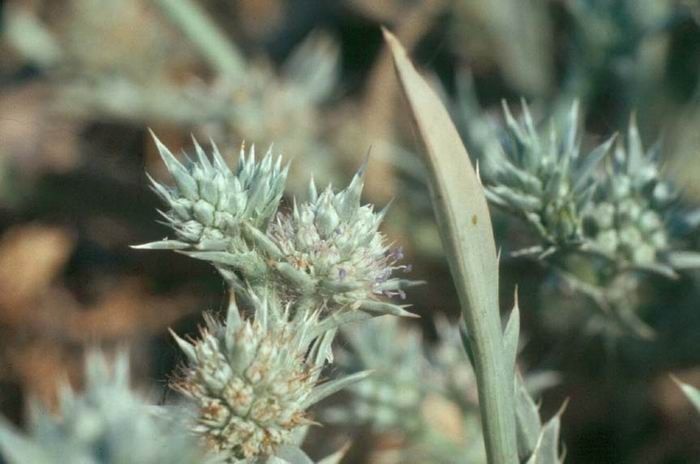 Eryngium racemosum — search result for 'Eryngium'