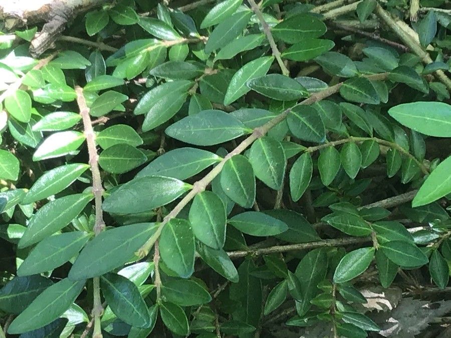 Lonicera pilosa — search result for 'Lonicera'