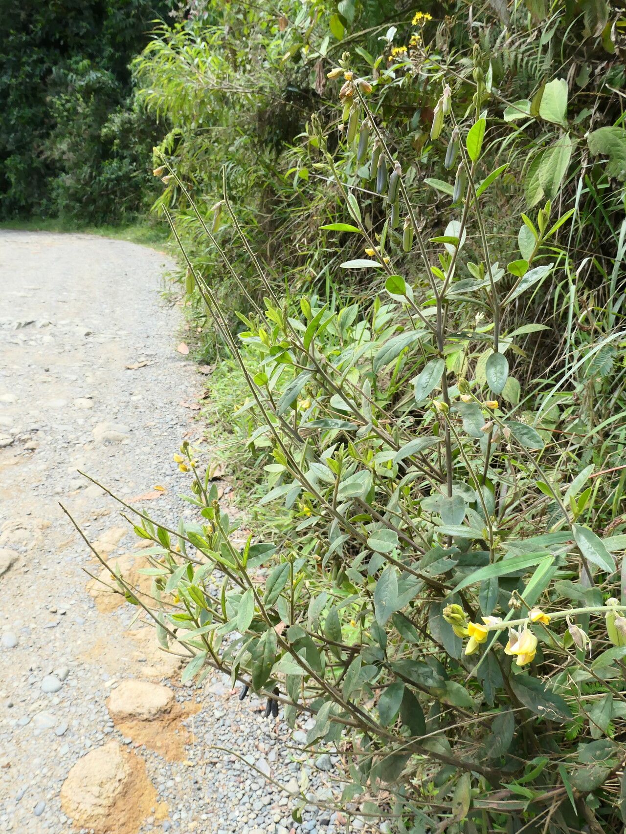 Crotalaria nitens habit
