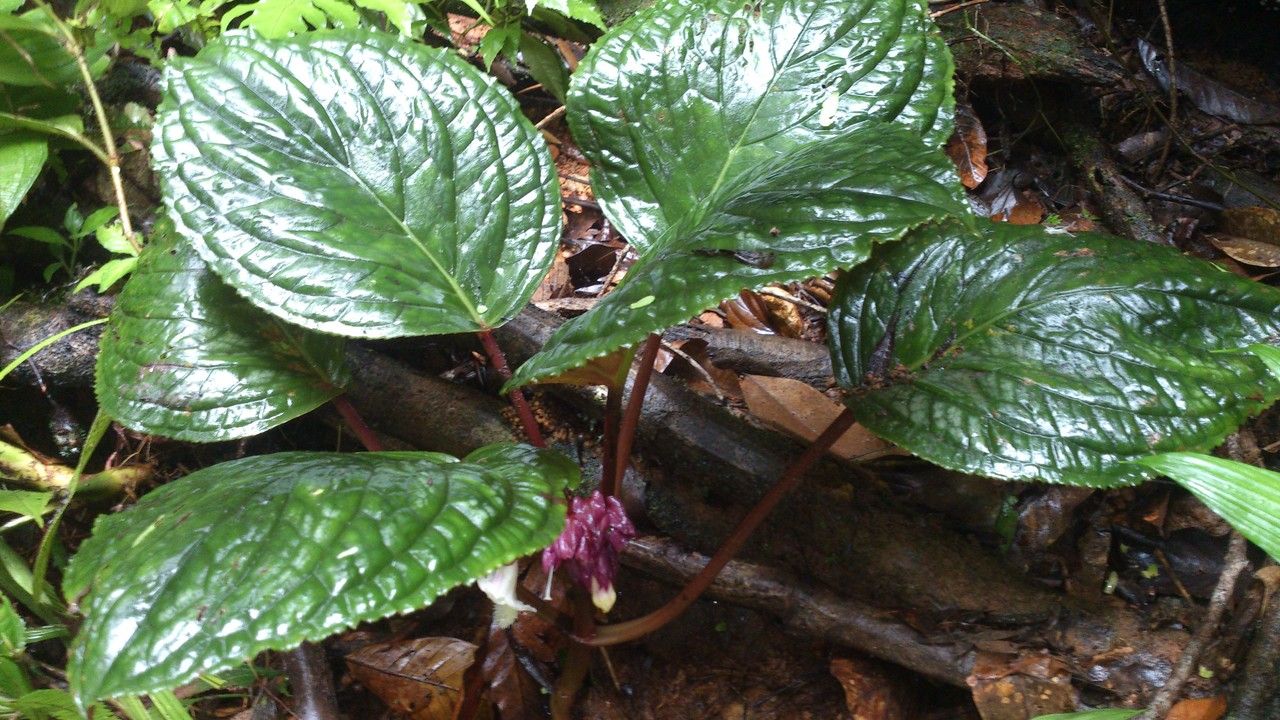 Drymonia turrialvae — houseplant care guide