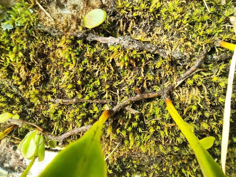 Pyrrosia lanceolata bark