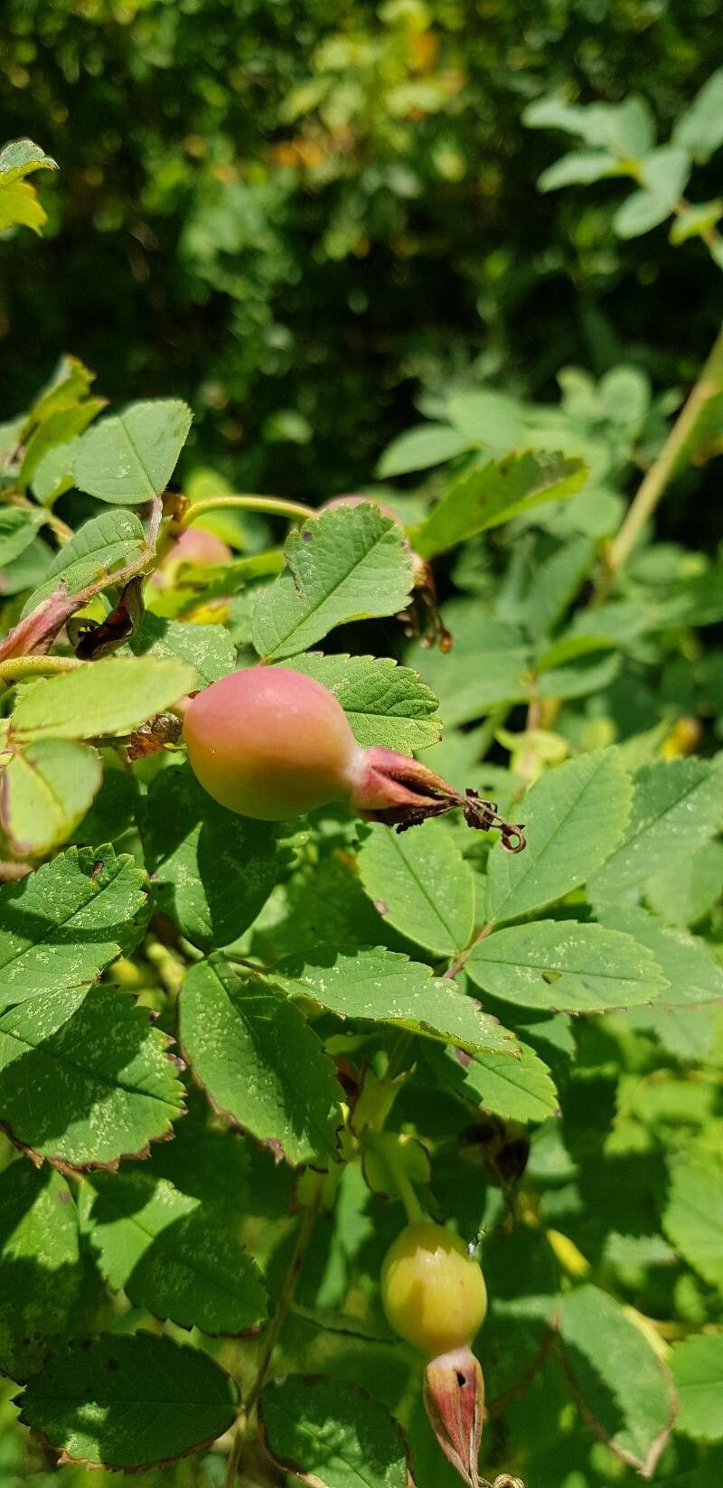 Rosa farreri fruit