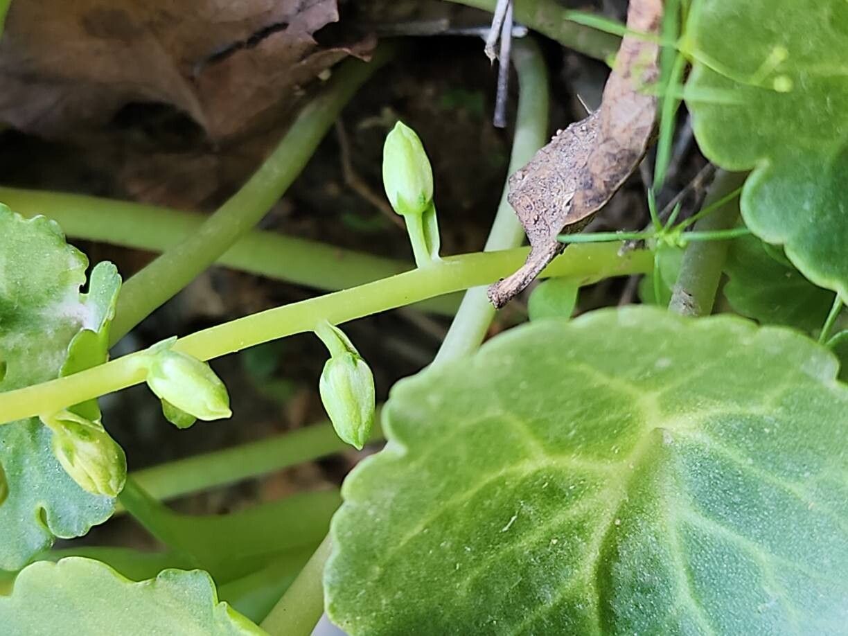 Umbilicus intermedius bark