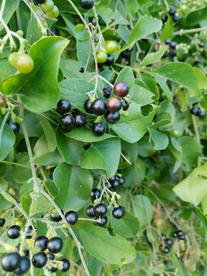 Jasminum fluminense fruit