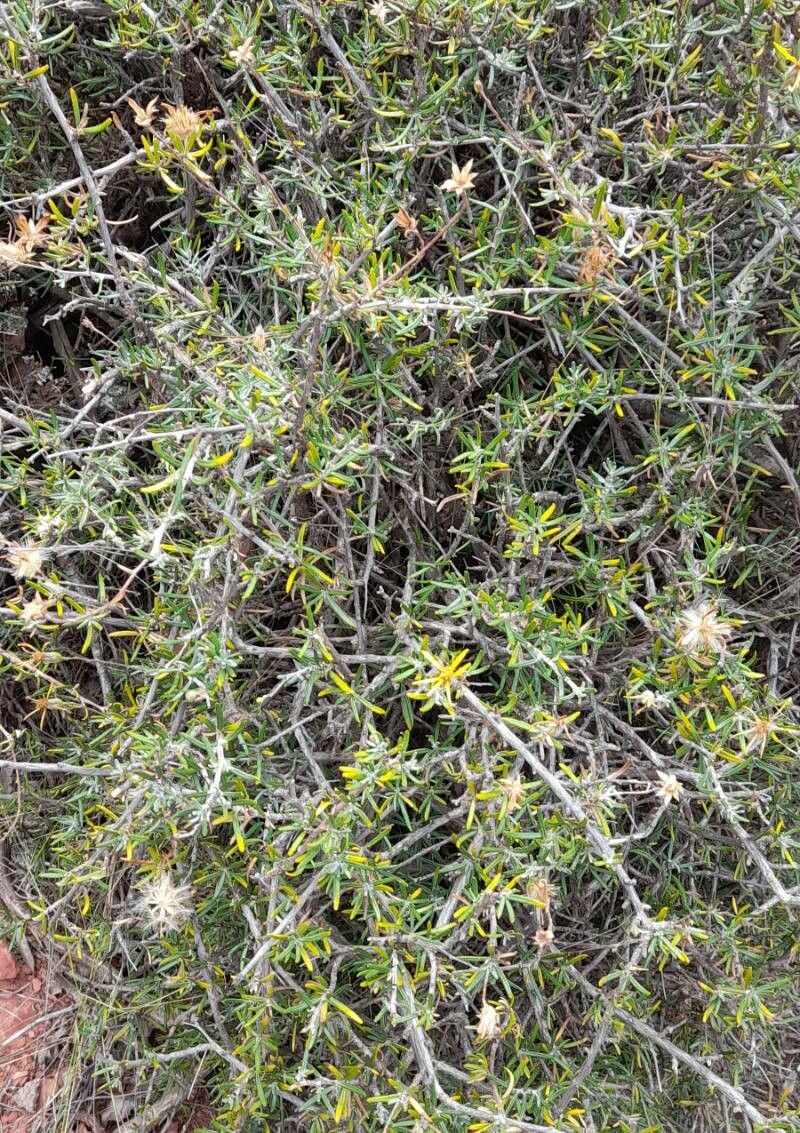 Senecio subulatus habit