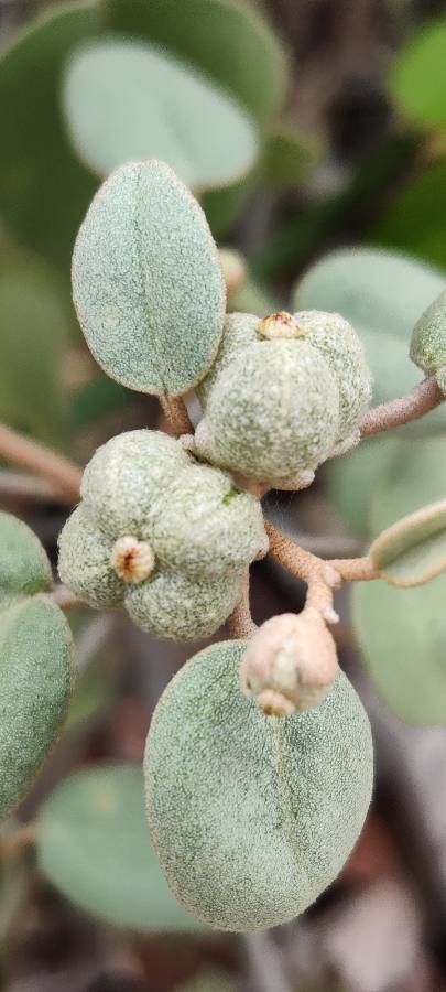 Croton punctatus fruit