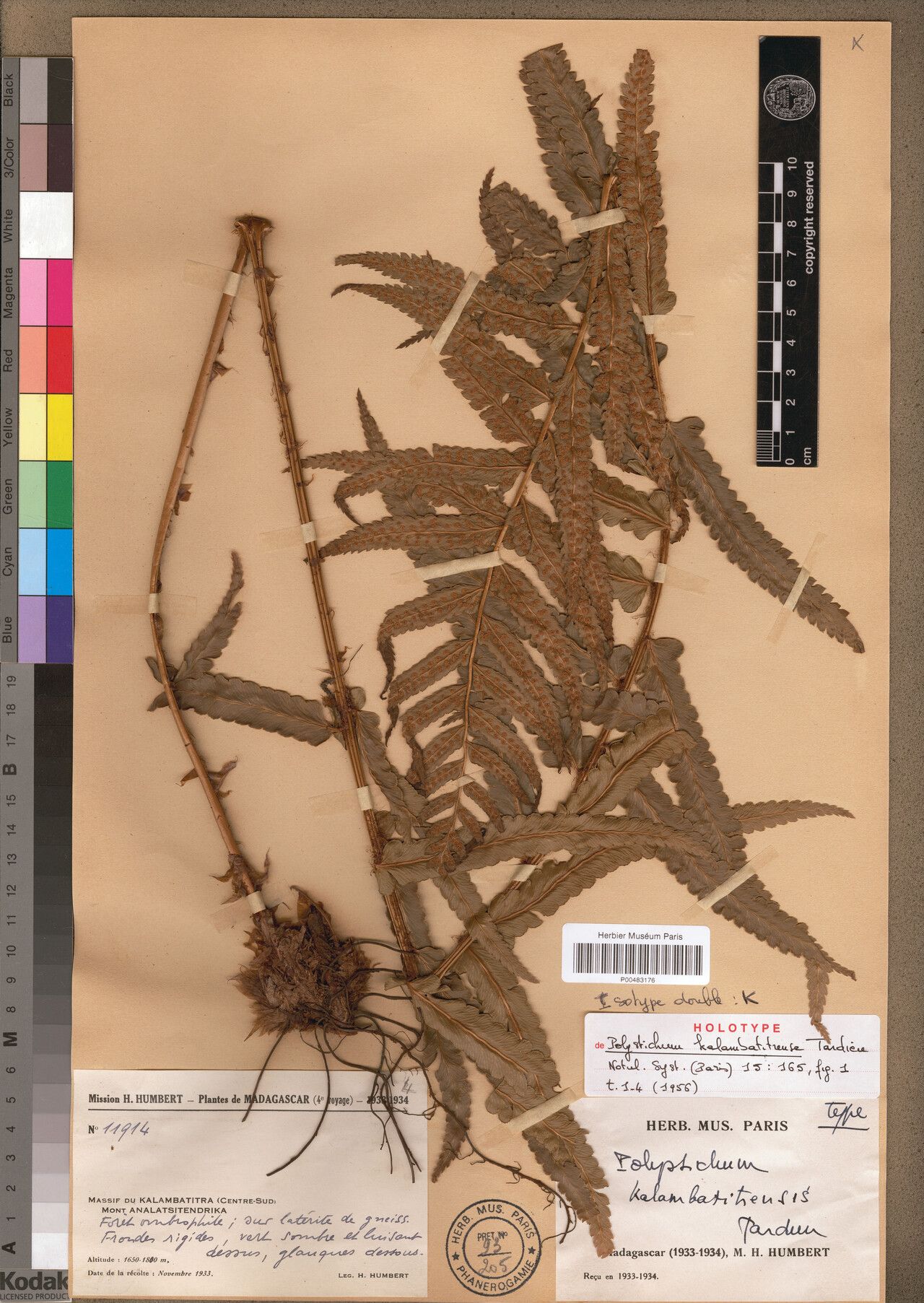 Polystichum kalambatitrense — houseplant care guide