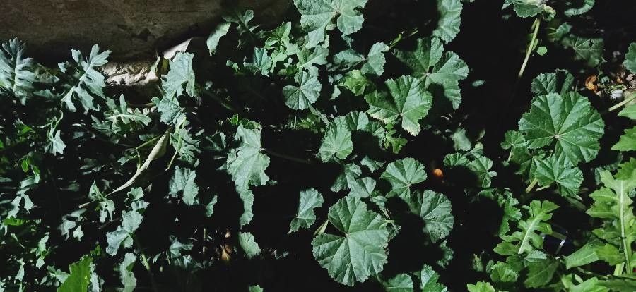 Althaea hirsuta leaf