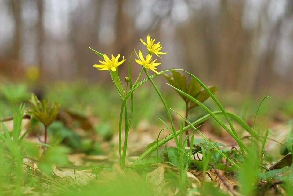 Gagea spathacea flower