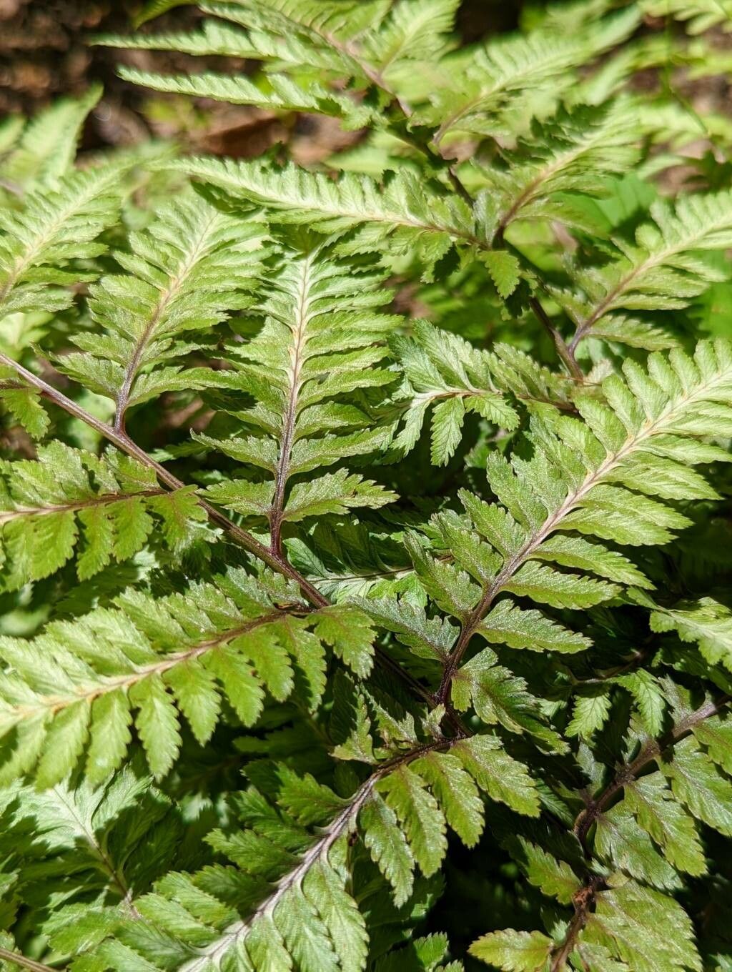 Anisocampium niponicum habit