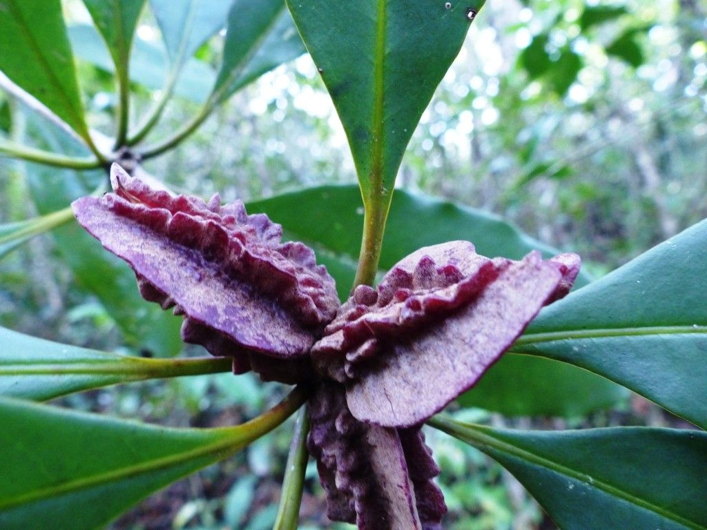 Pittosporum aliferum flower