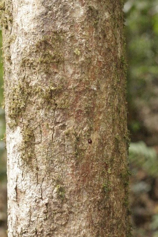 Platonia insignis bark