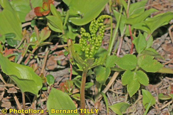 Botrychium lanceolatum habit