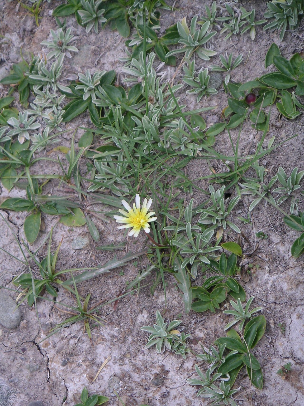 Taraxacum candidatum — search result for 'Taraxacum'