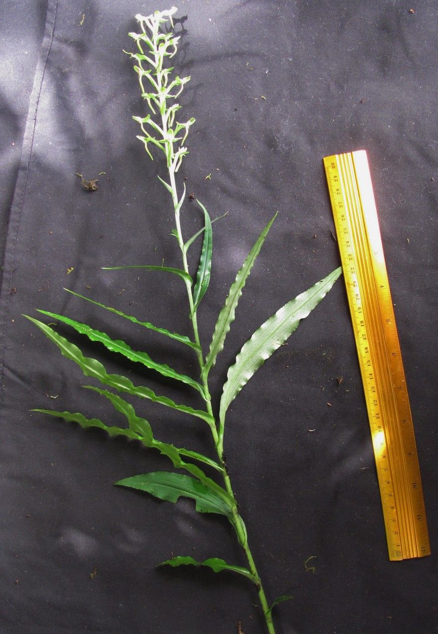 Habenaria alata other