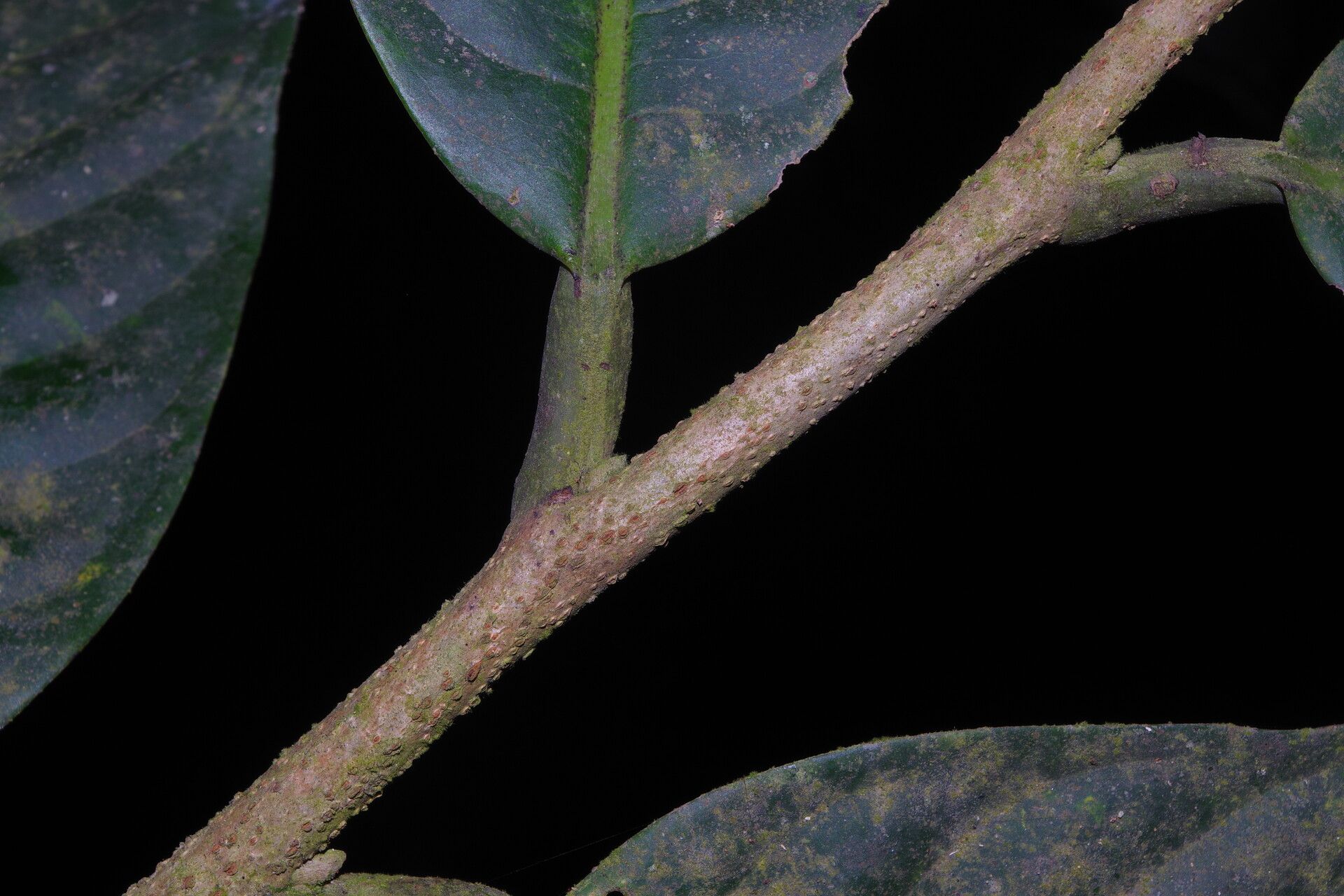 Uvariodendron fuscum other