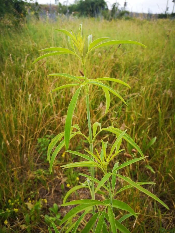 Coreopsis tripteris leaf
