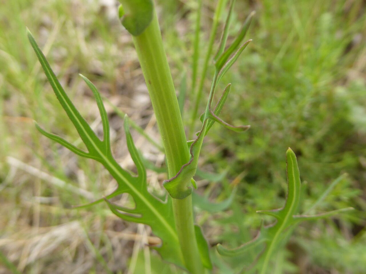 Lactuca tenerrima bark
