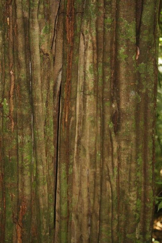 Chamaecrista apoucouita