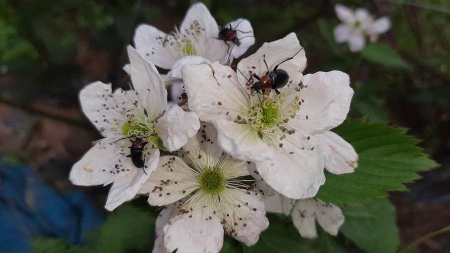 Rubus pruinosus flower