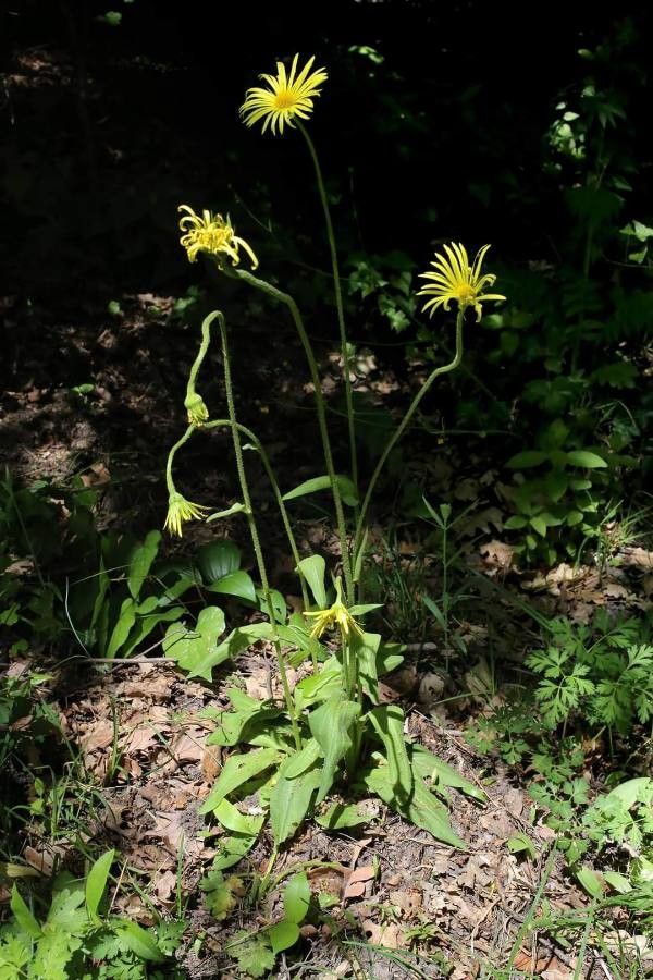 Doronicum hungaricum habit