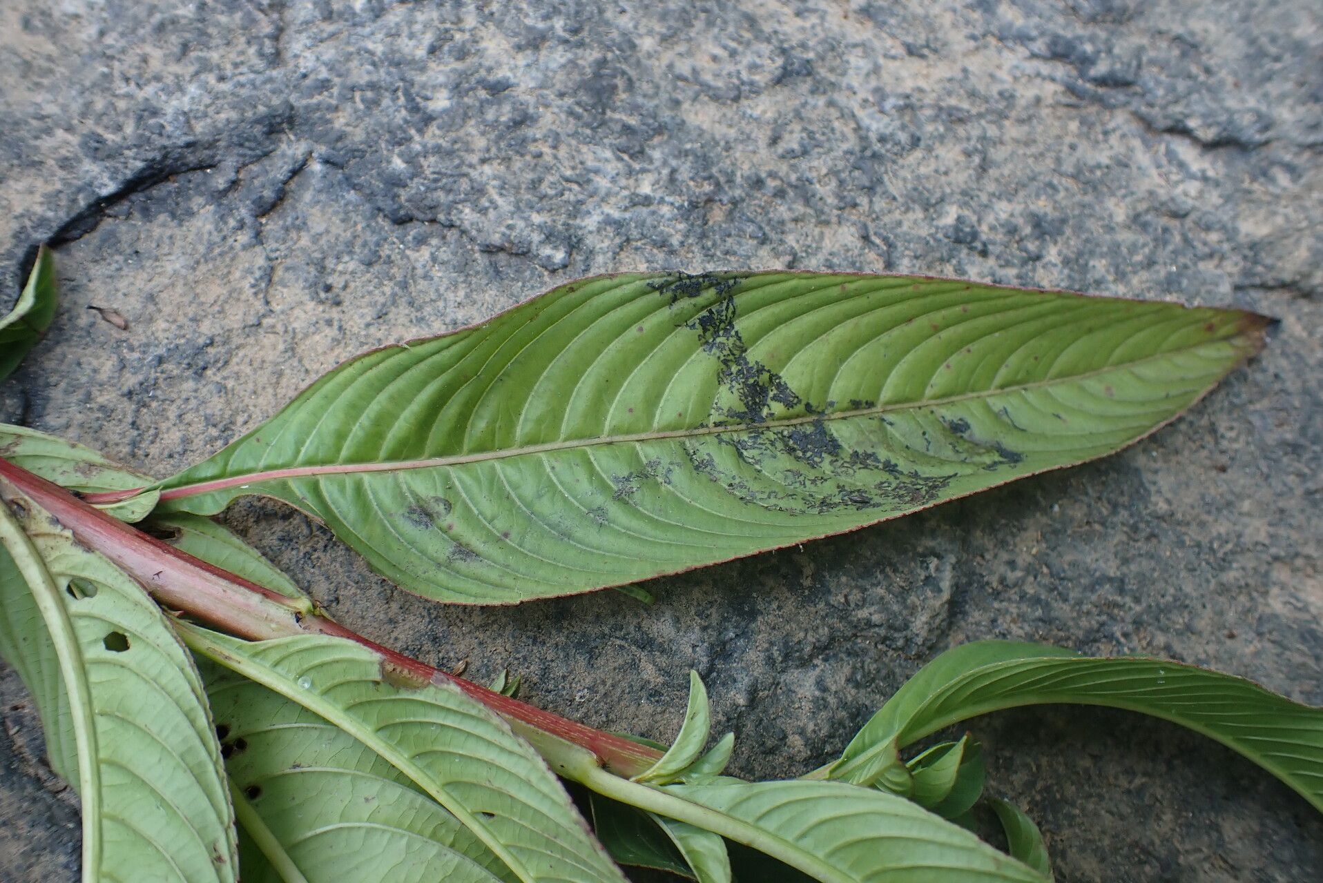 Ludwigia abyssinica leaf