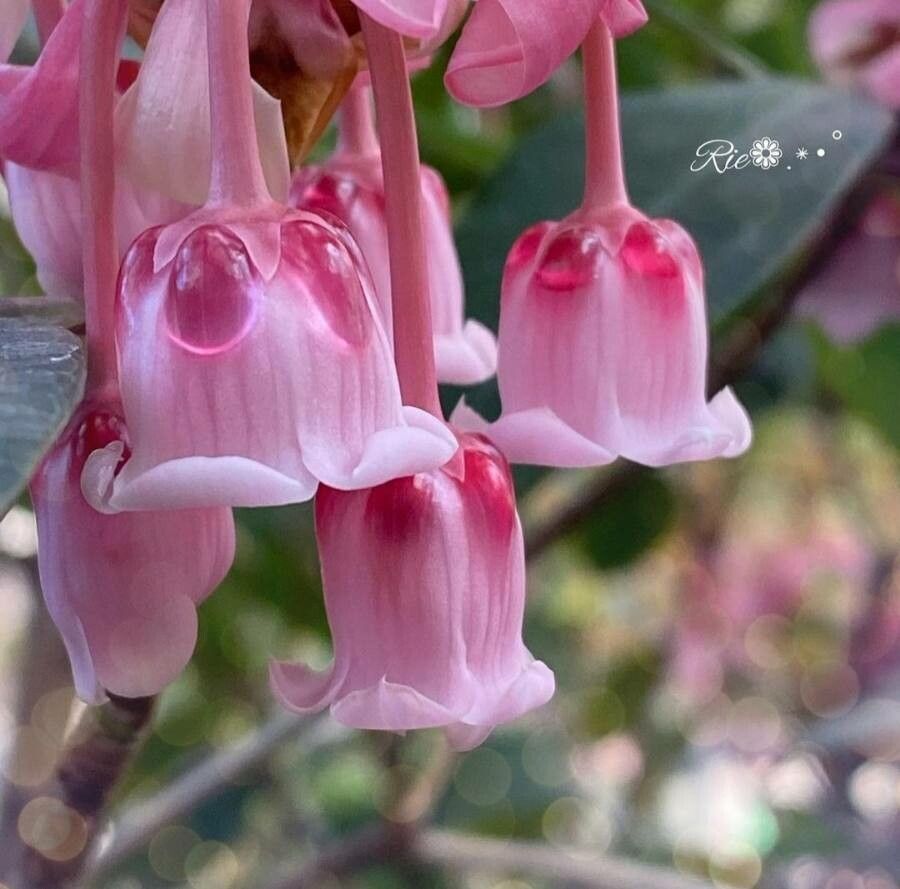Enkianthus quinqueflorus — related species from the same genus
