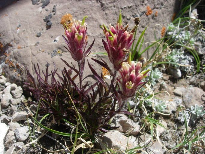 Castilleja pulchella — houseplant care guide