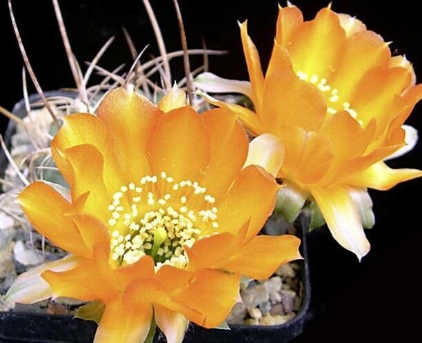 Chamaecereus stilowianus — related species from the same genus