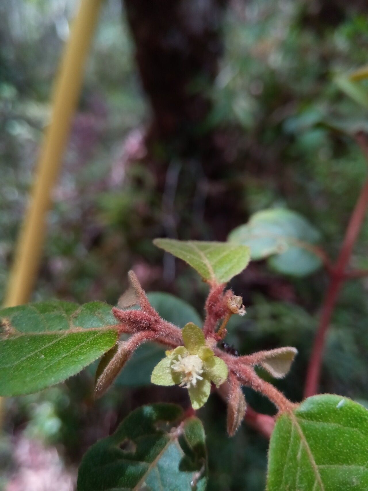 Croton lichenisilvae flower