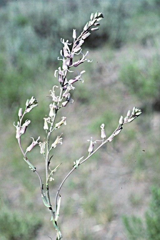 Thelypodium howellii — related species from the same genus