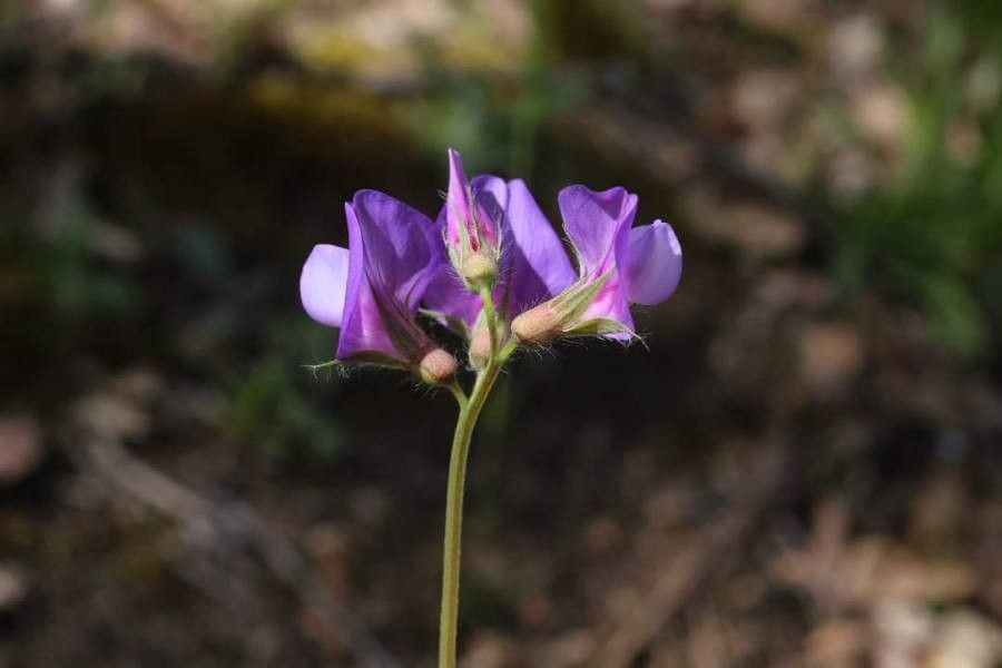 Lathyrus laxiflorus flower