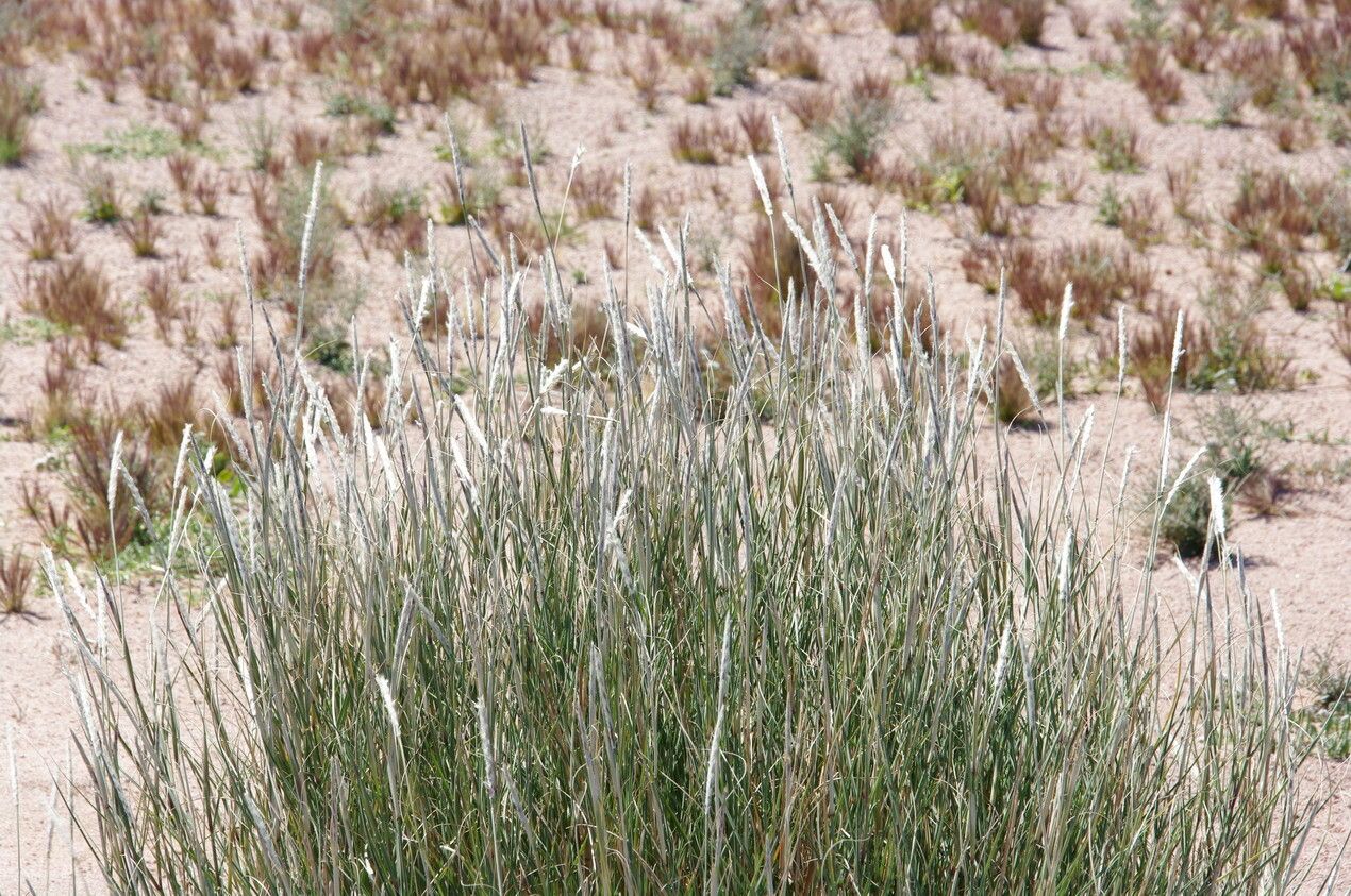 Lasiurus scindicus — search result for 'Mali'