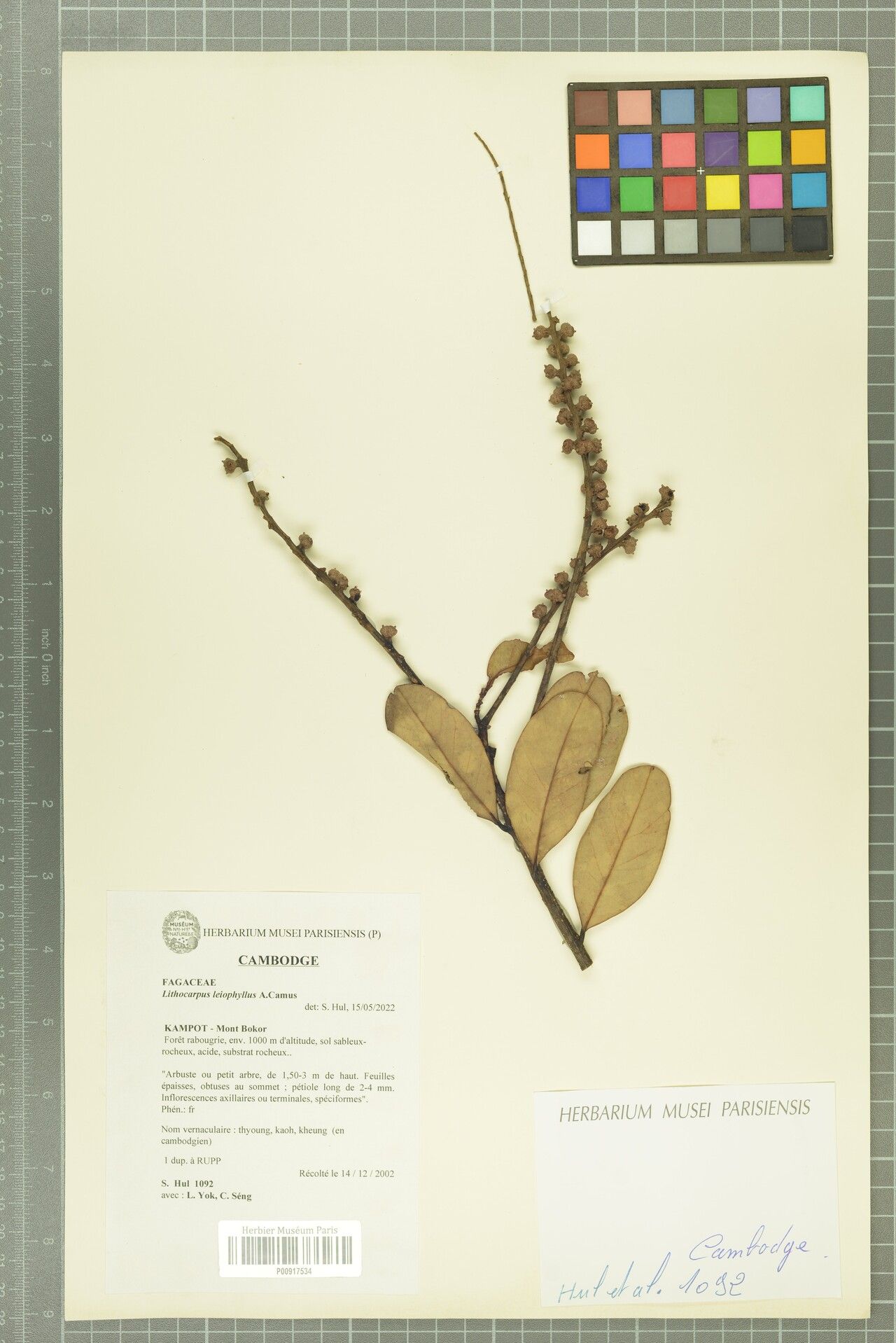 Lithocarpus leiophyllus — houseplant care guide