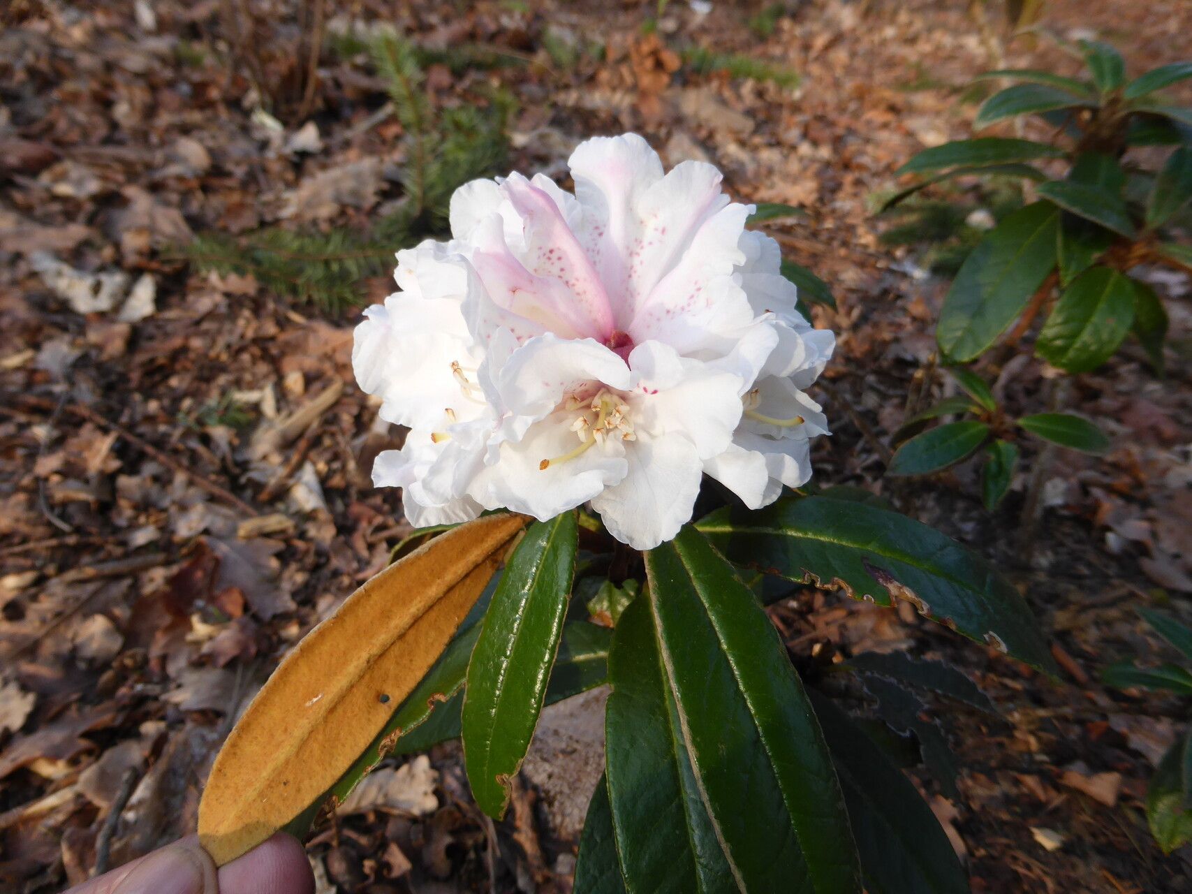 Rhododendron lanatoides — houseplant care guide