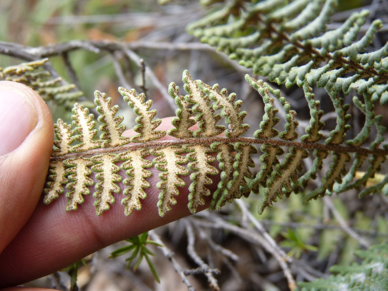 Myriopteris aurea — search result for 'Pteridaceae'