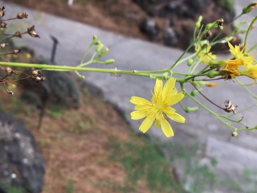 Digitalis isabelliana flower