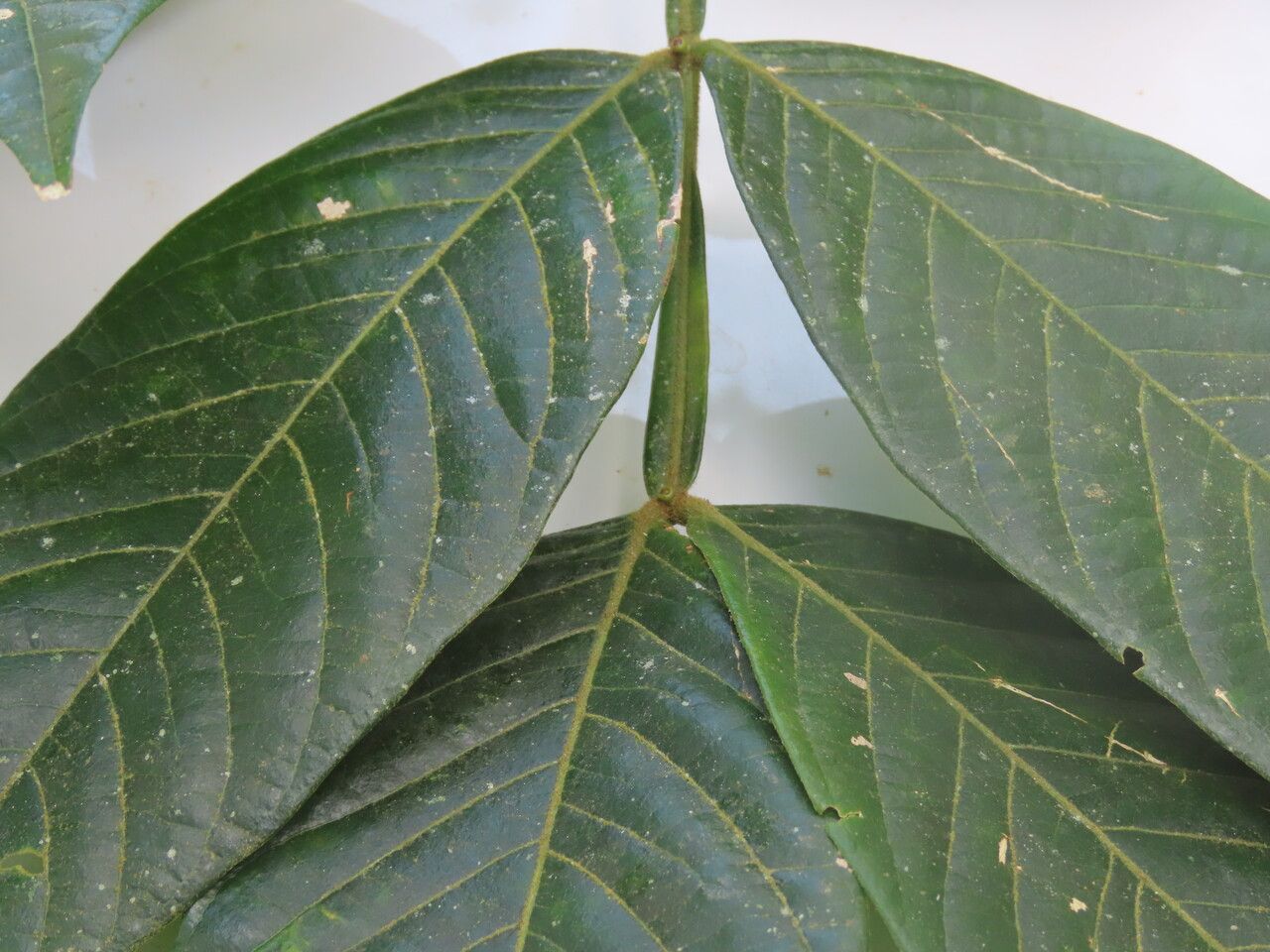 Inga sapindoides — search result for 'Inga'