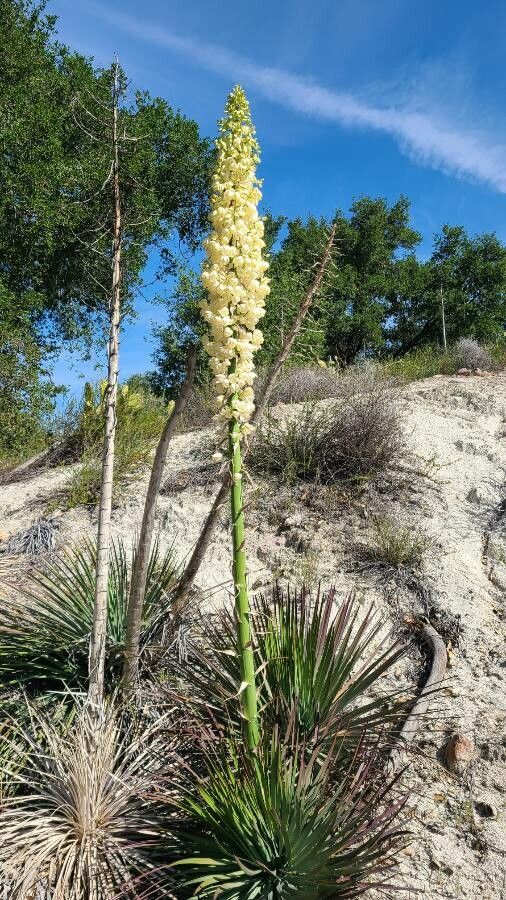 Hesperoyucca whipplei flower