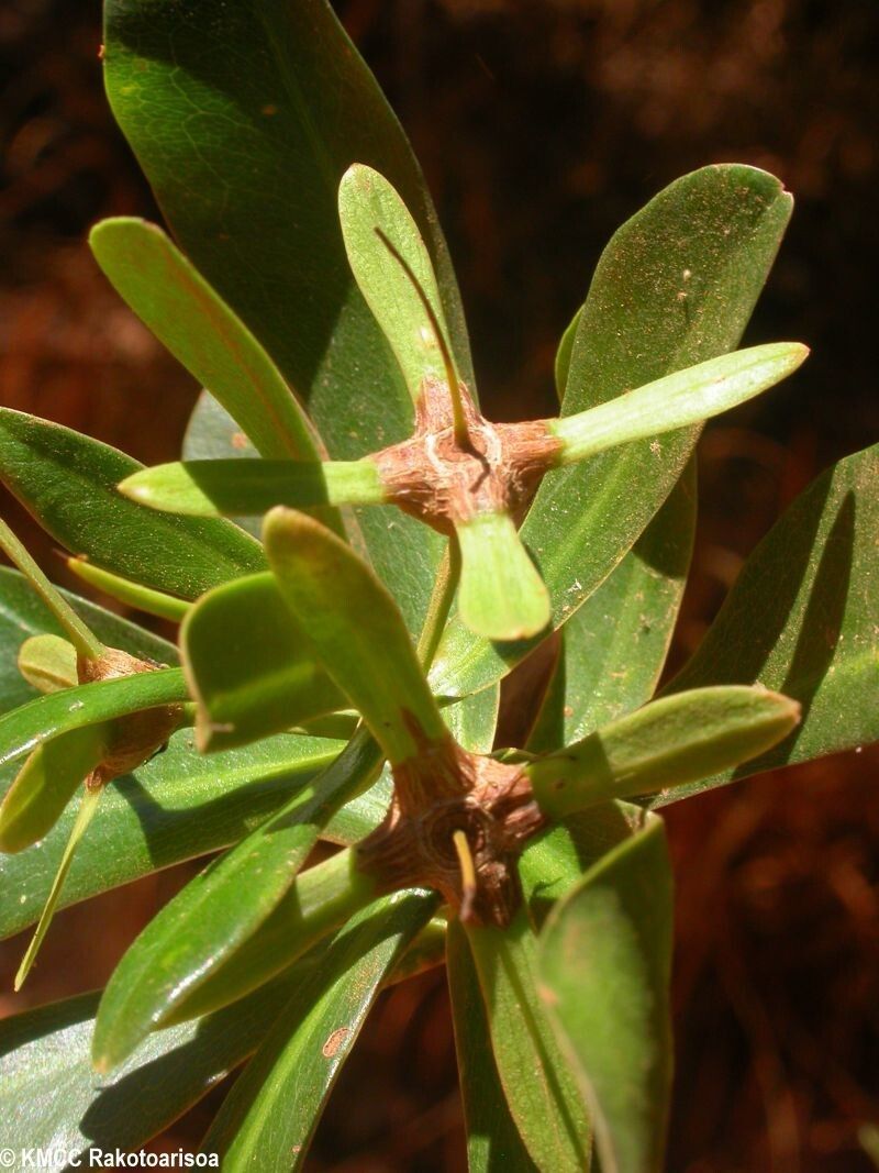 Foetidia asymetrica leaf