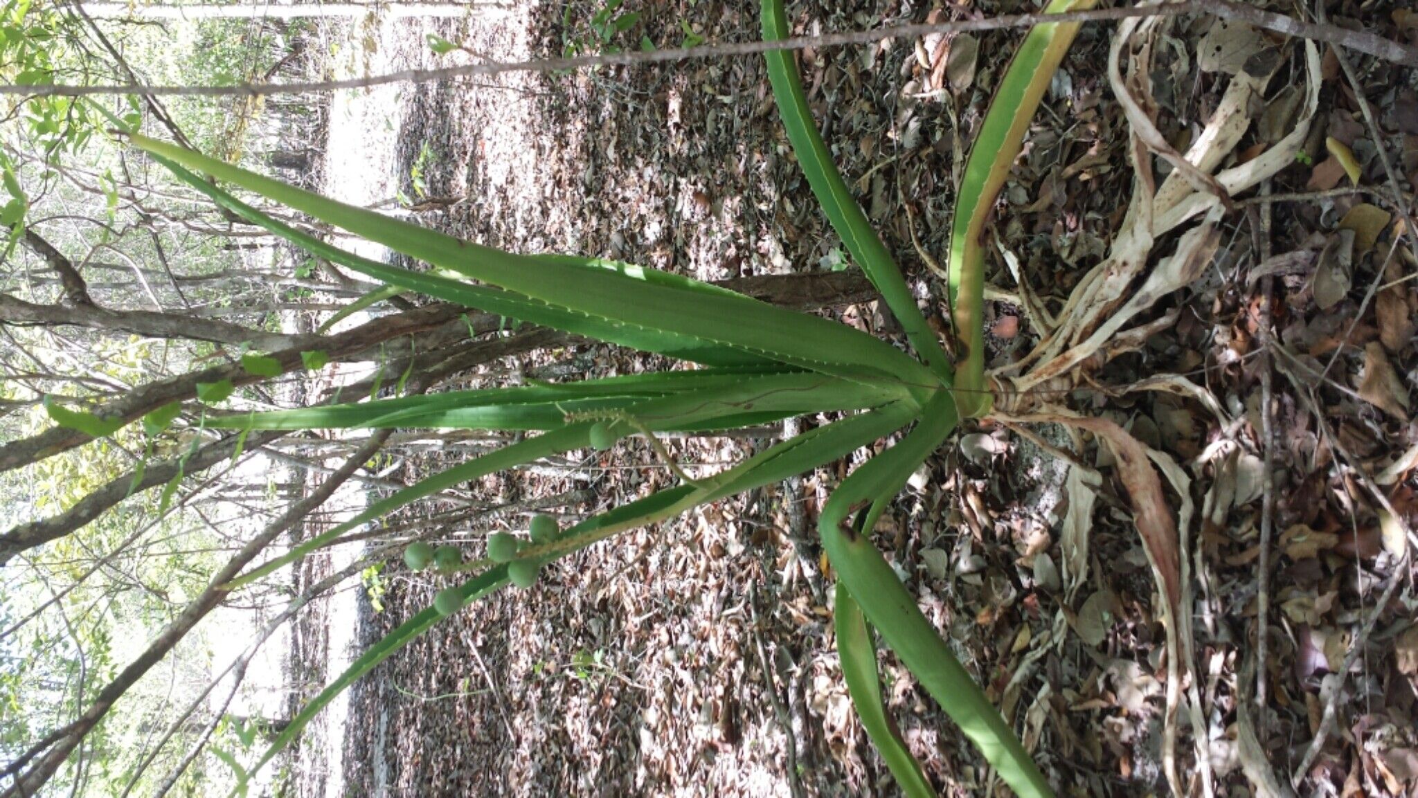 Aloe occidentalis habit