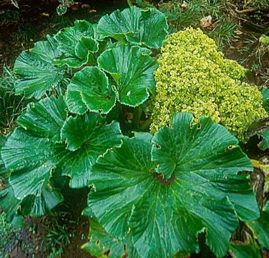 Azorella robusta — houseplant care guide