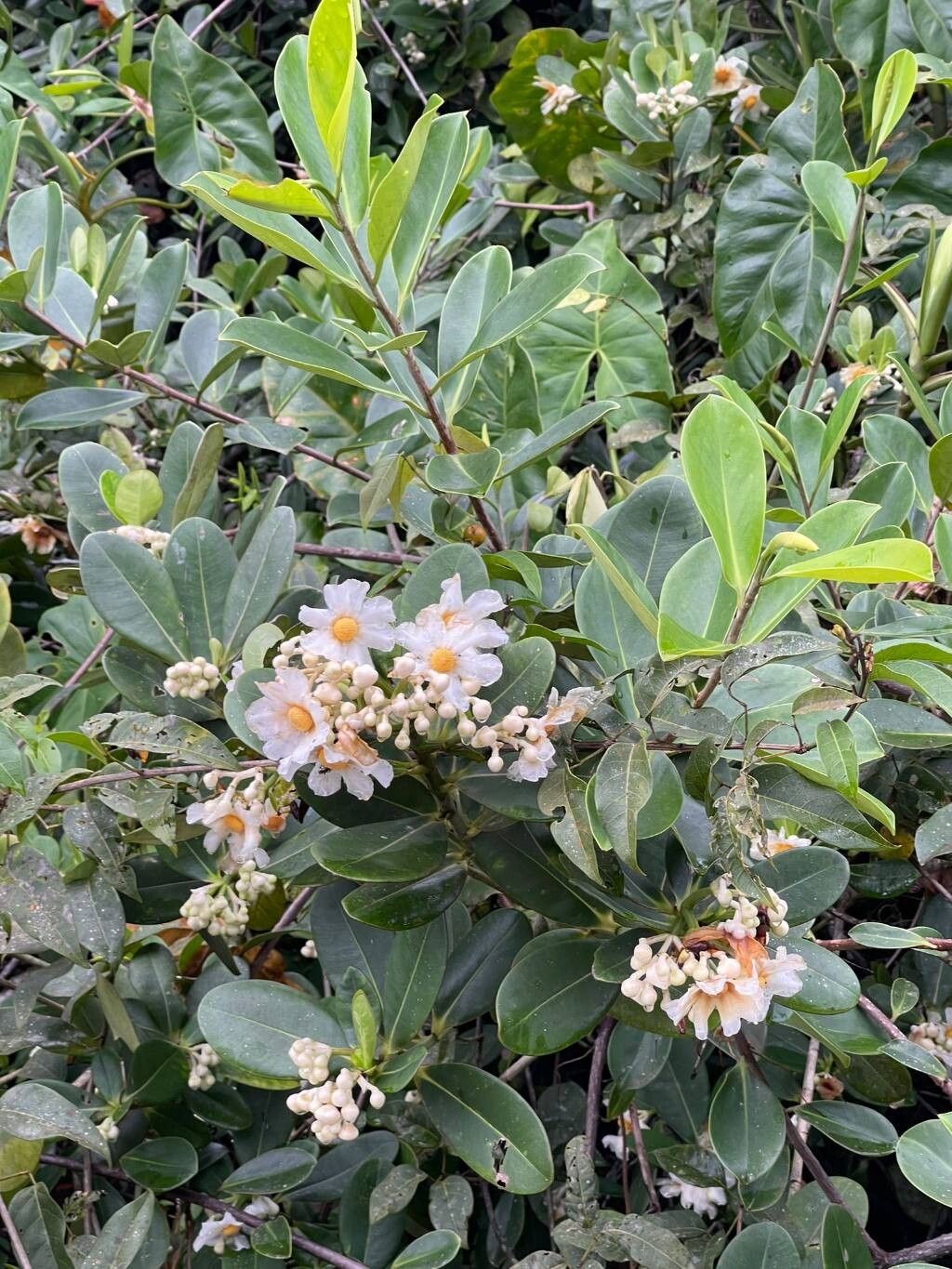 Clusia cuneata — search result for 'Clusia'