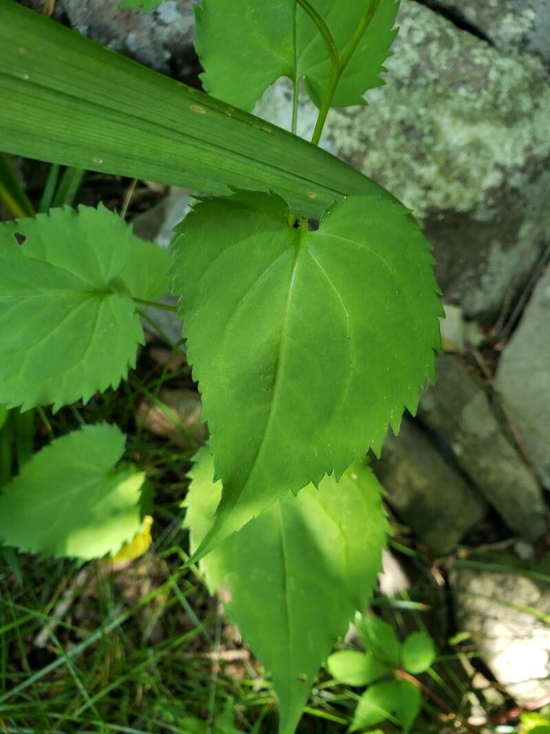 Solidago flexicaulis leaf